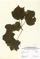 藏品(山芙蓉)的圖片